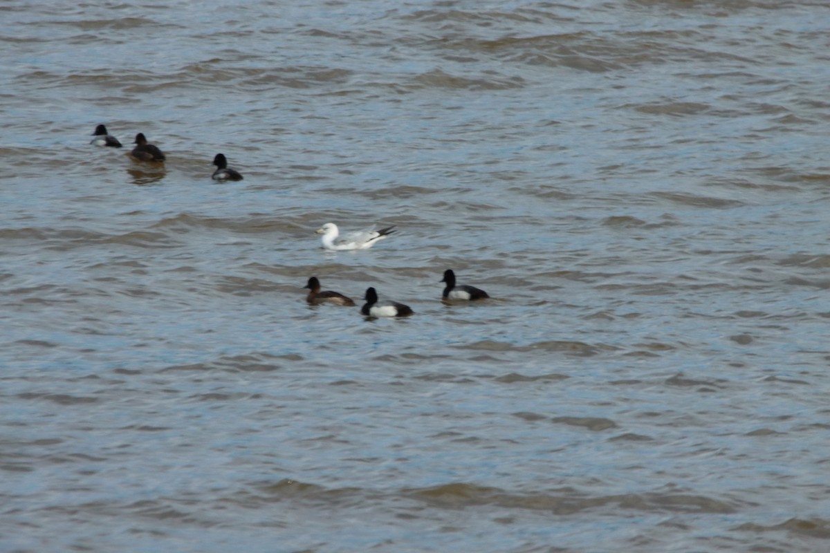 Lesser Scaup - ML630931532