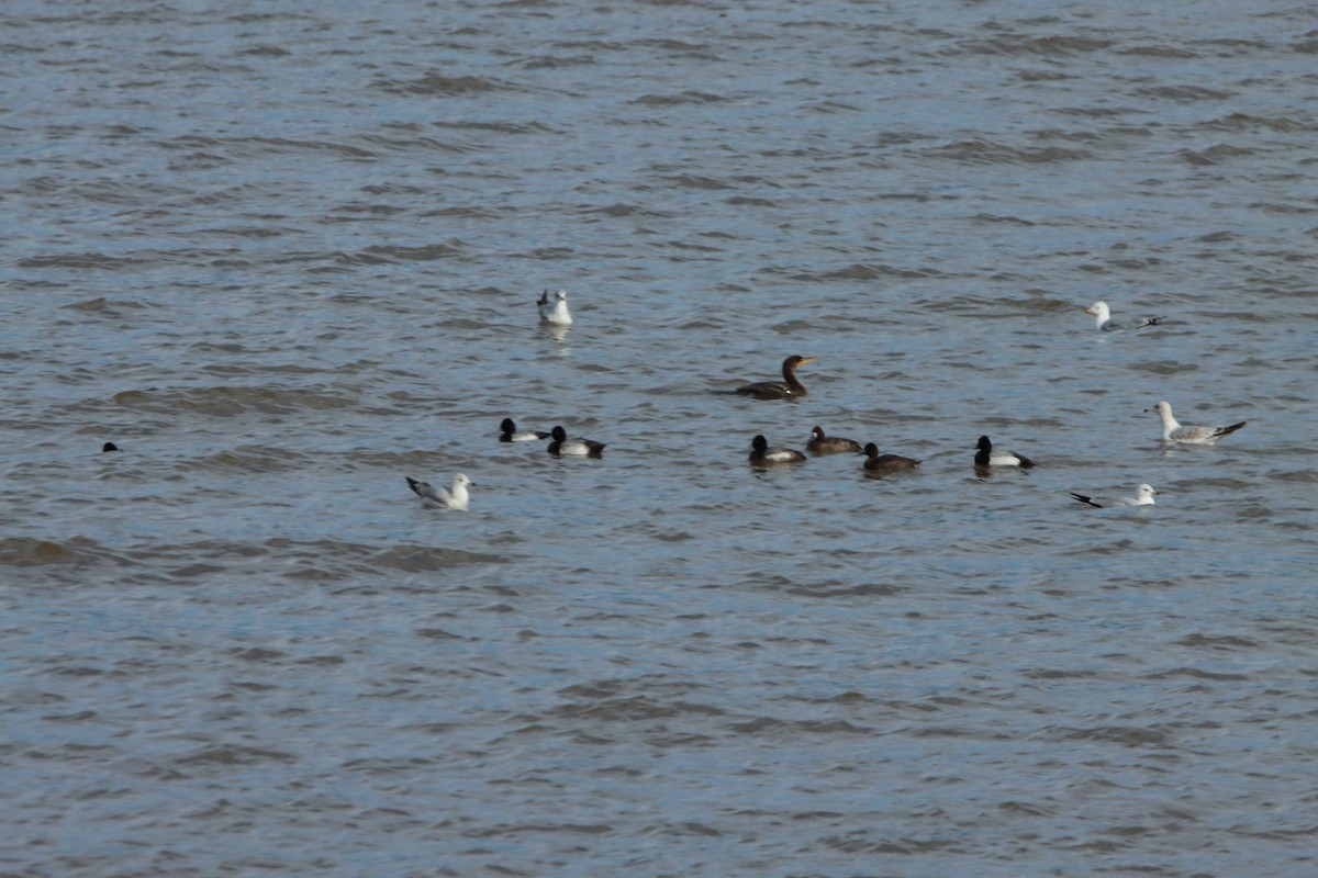 Lesser Scaup - ML630931533
