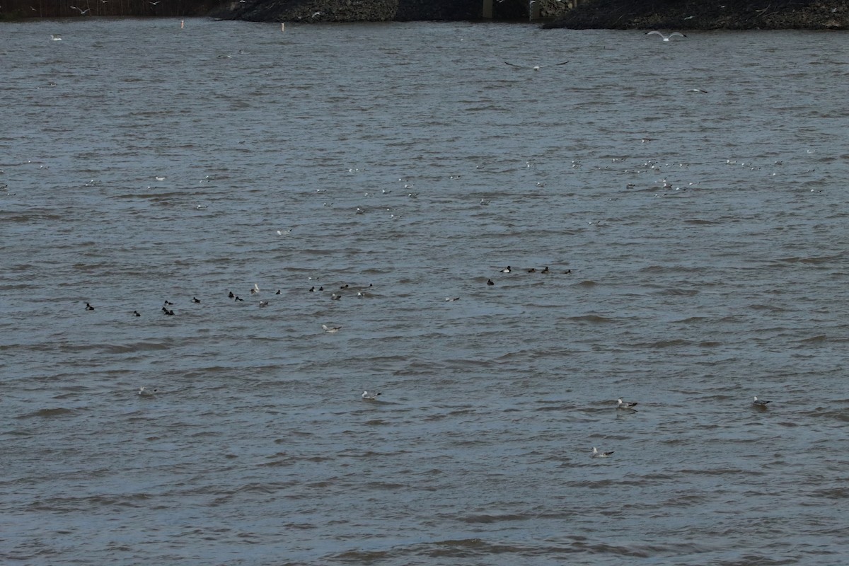 Ring-billed Gull - ML630931547