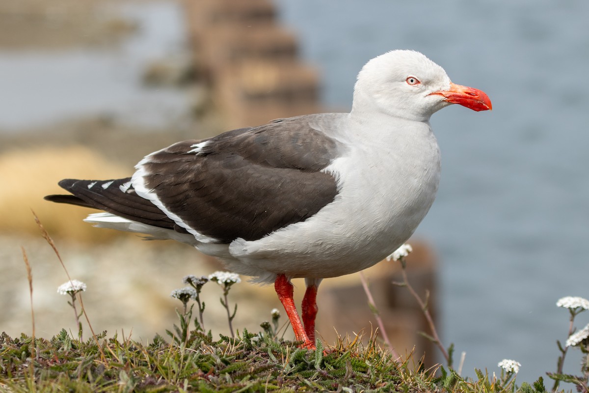 Dolphin Gull - ML630931990