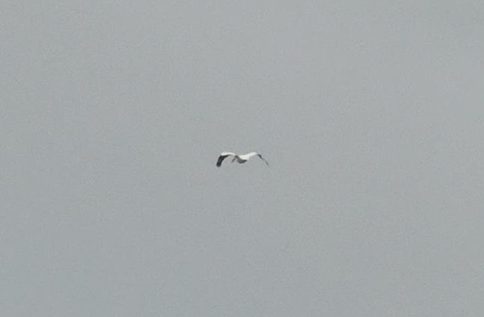 American White Pelican - ML630932144