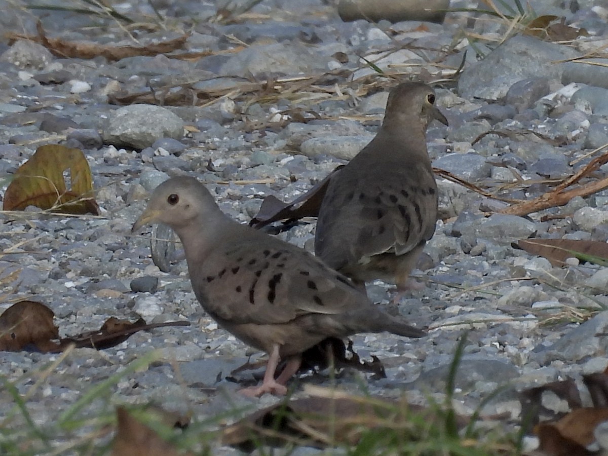 Plain-breasted Ground Dove - ML630932215
