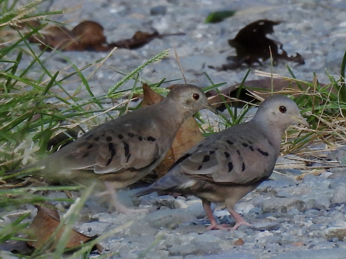 Plain-breasted Ground Dove - ML630932216