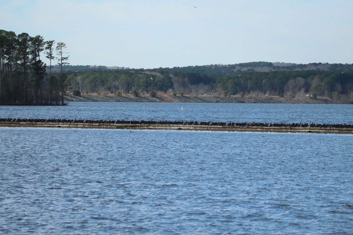 Double-crested Cormorant - ML630932233