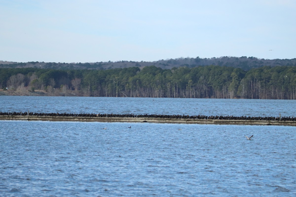 Double-crested Cormorant - ML630932234