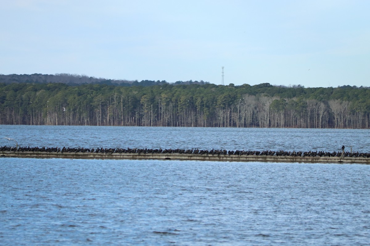 Double-crested Cormorant - ML630932236