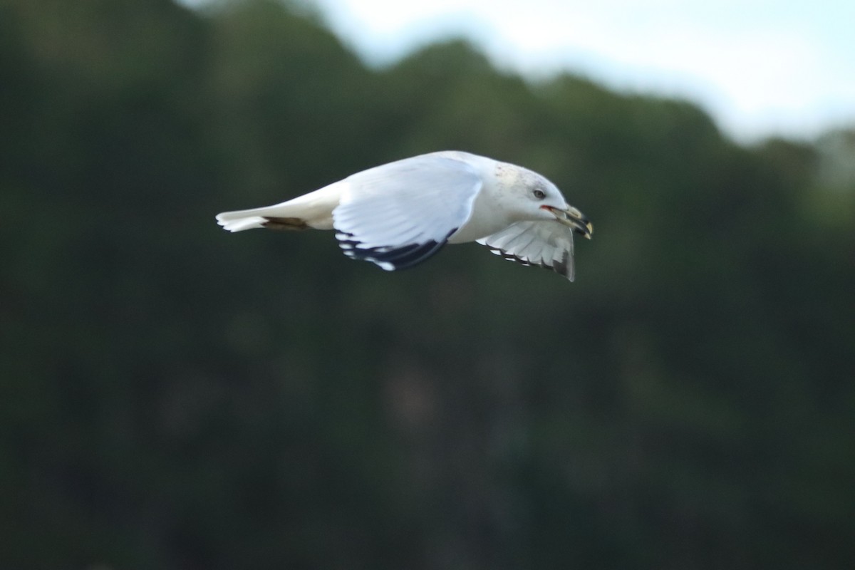 Ring-billed Gull - ML630932319