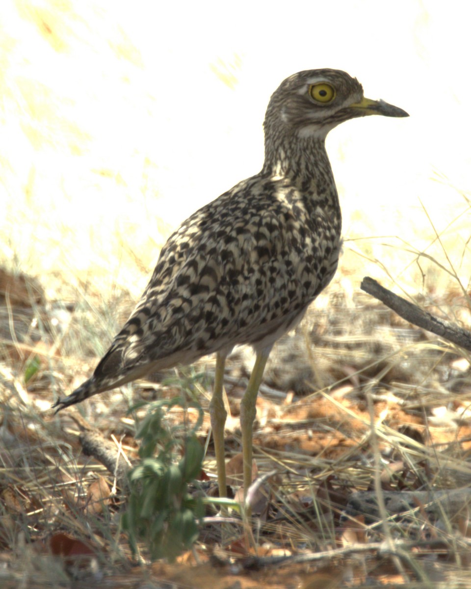 Spotted Thick-knee - ML630932607