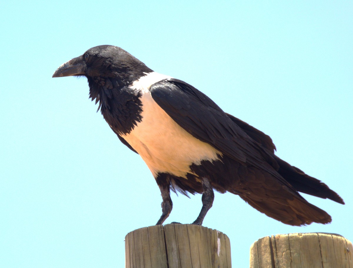 Pied Crow - ML630932635