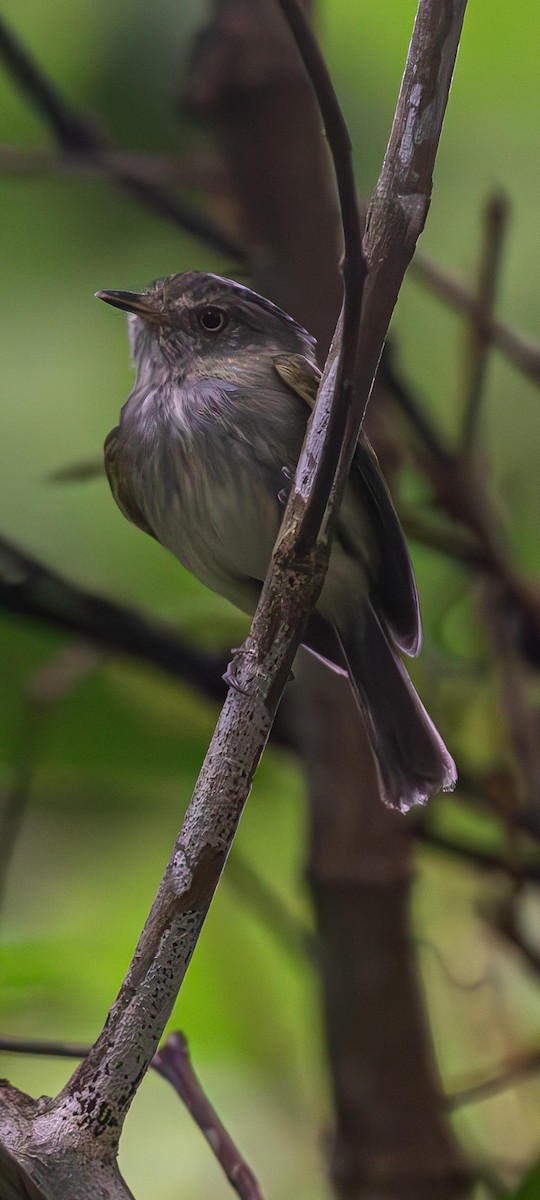 Double-banded Pygmy-Tyrant - ML630932712