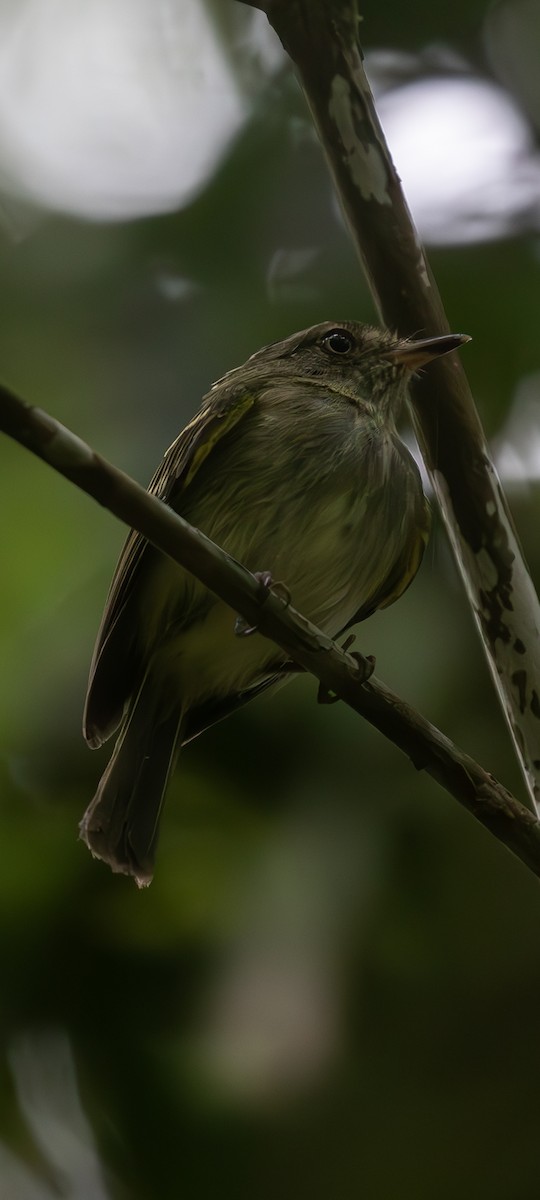 Double-banded Pygmy-Tyrant - ML630932713