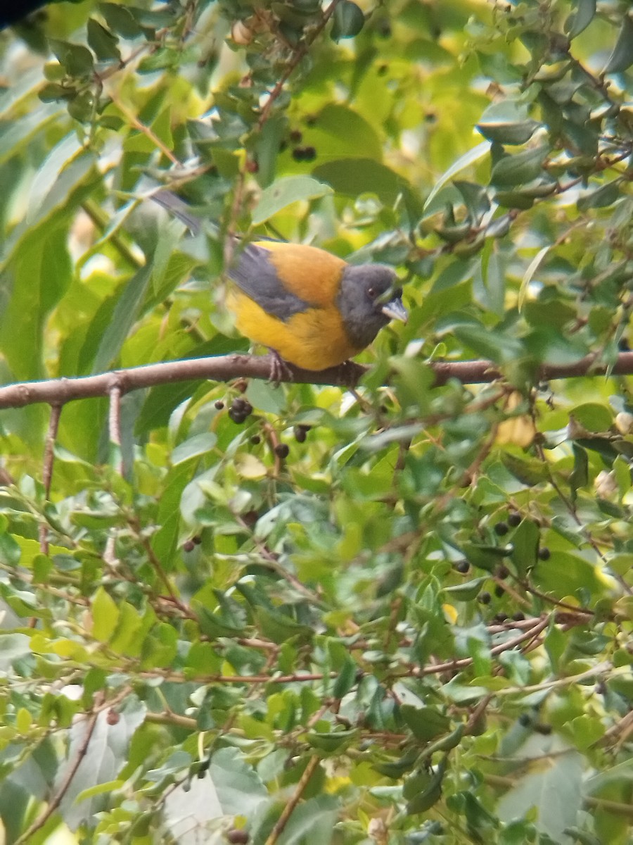 Patagonian Sierra Finch - ML630932740