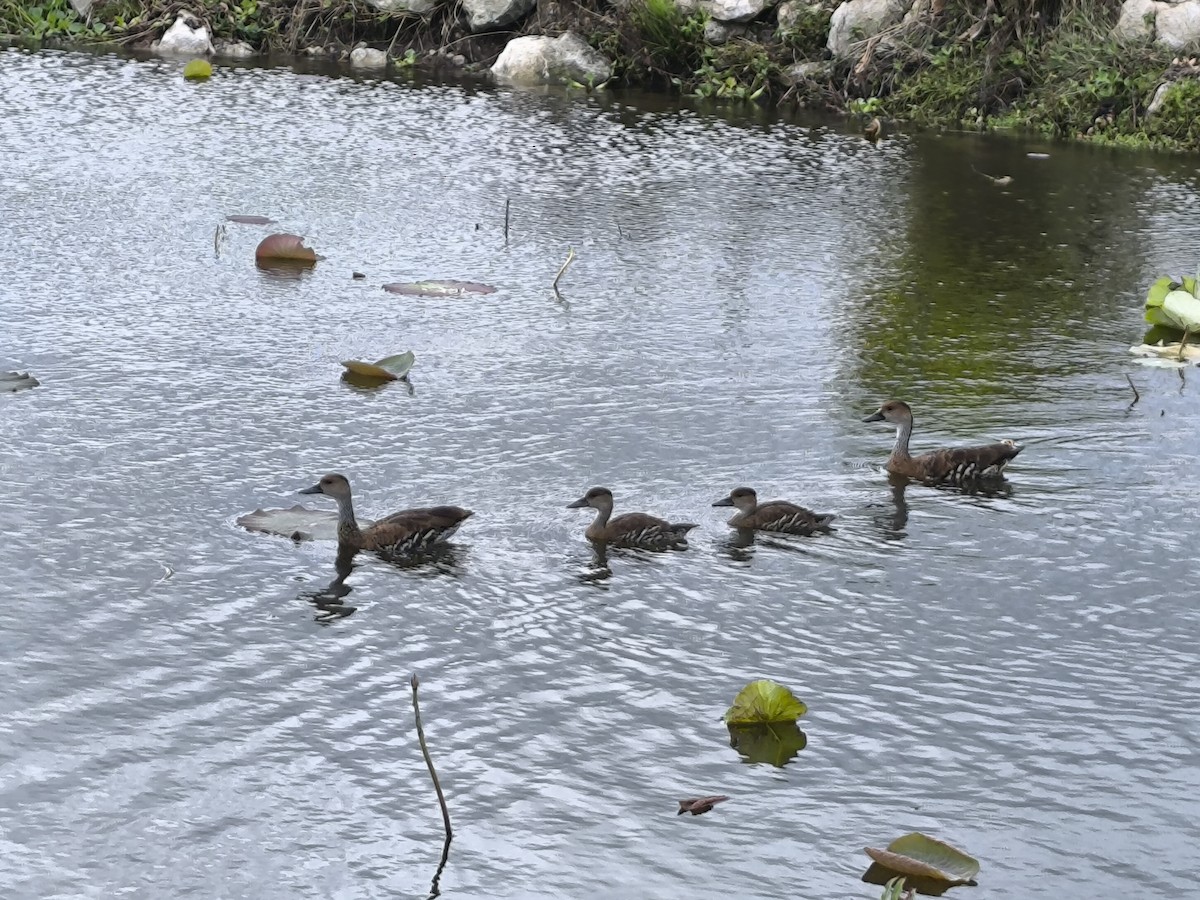 West Indian Whistling-Duck - ML630932875