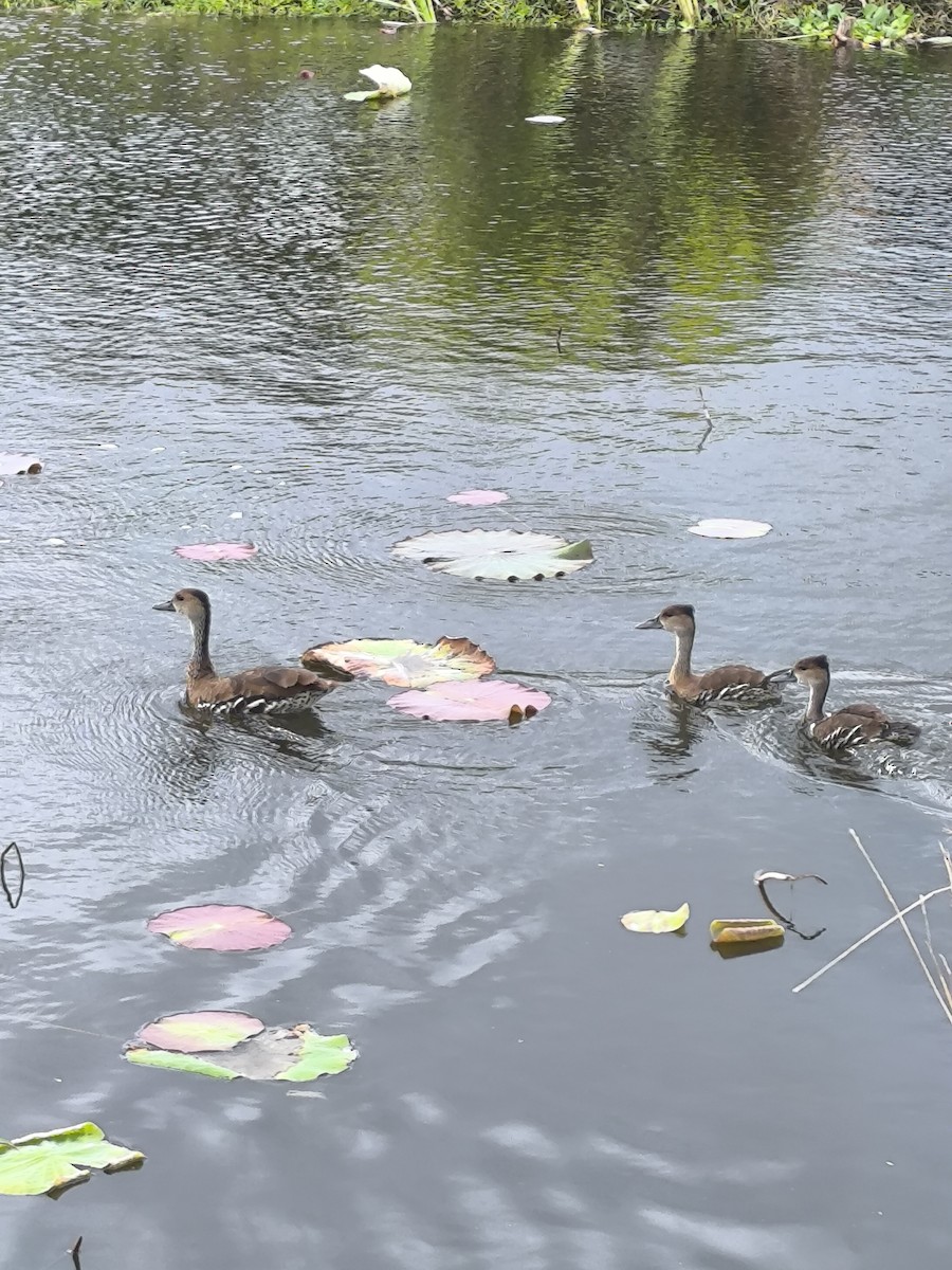 West Indian Whistling-Duck - ML630932878