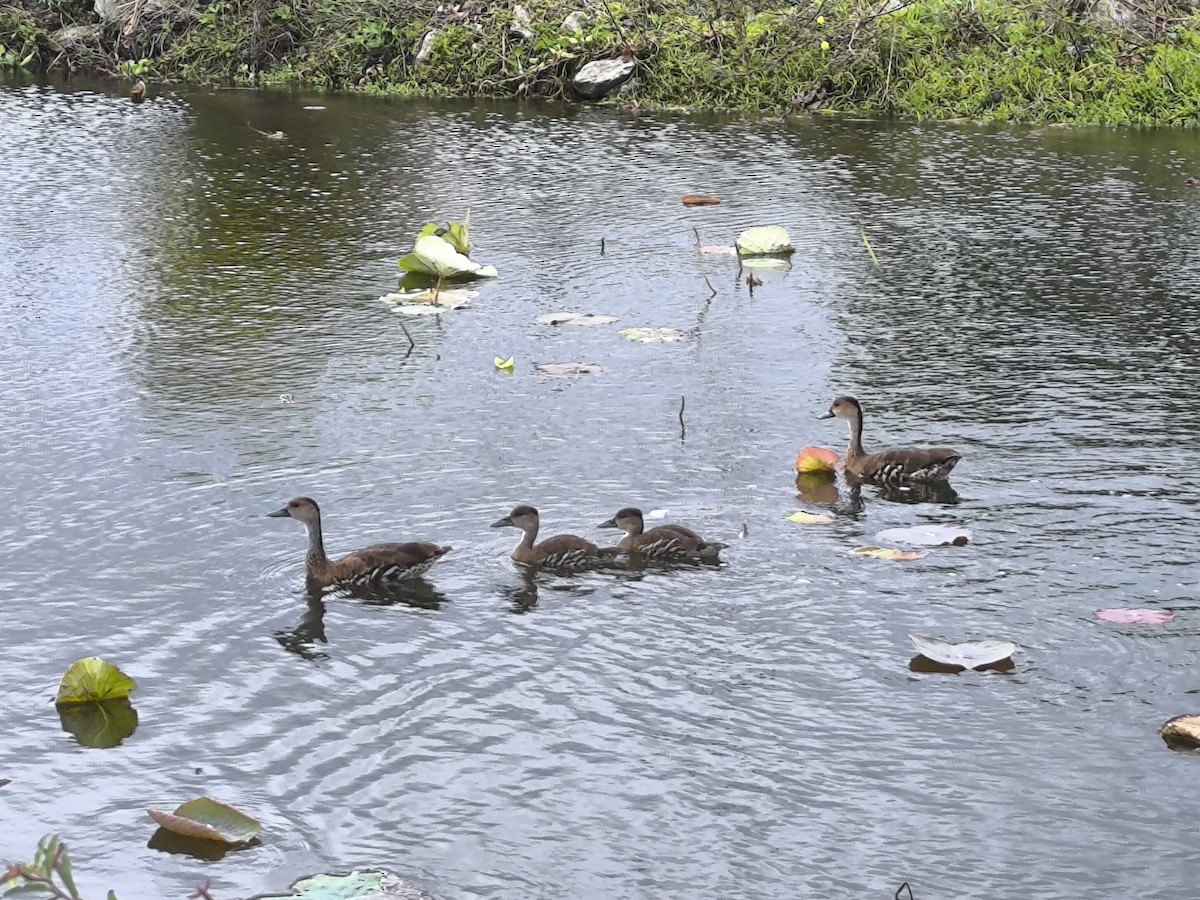 West Indian Whistling-Duck - ML630932880