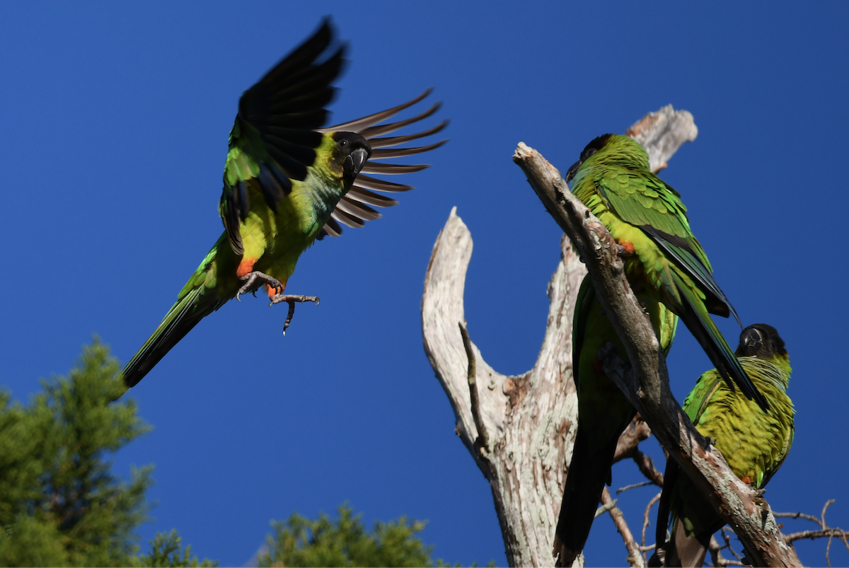 Nanday Parakeet - ML630933320