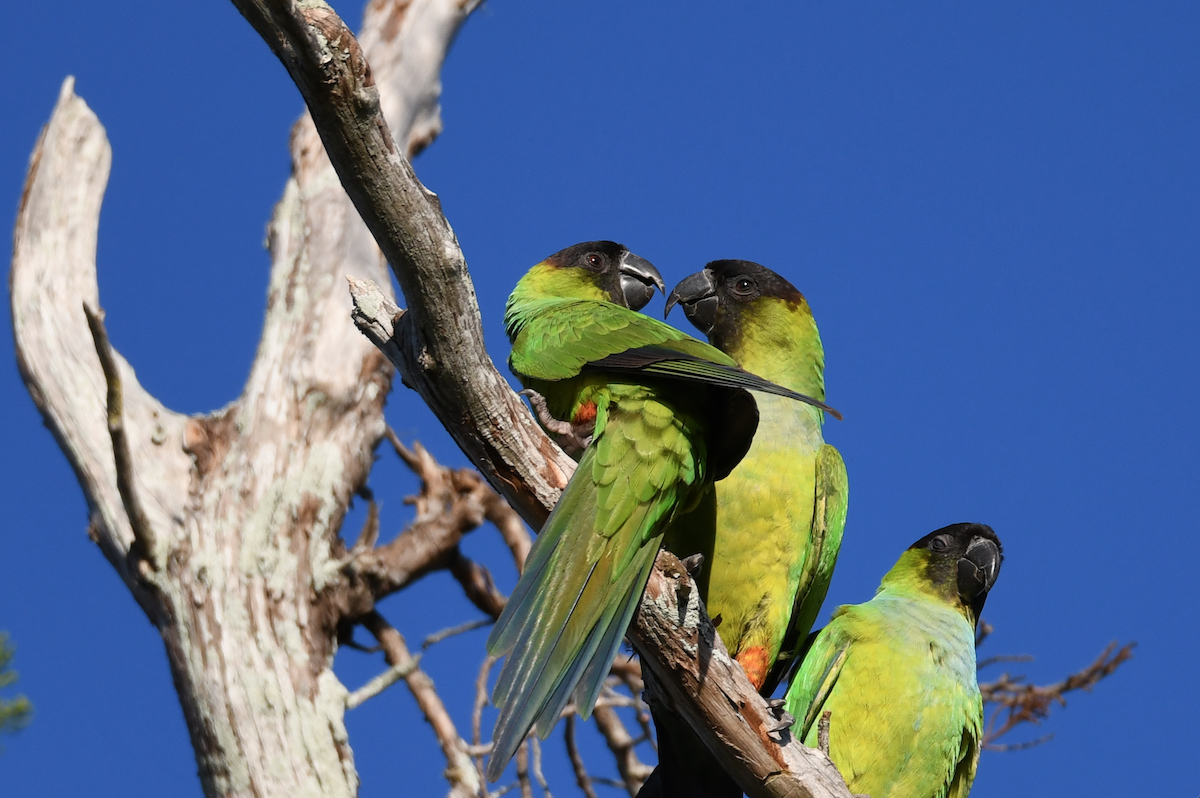 Nanday Parakeet - ML630933321