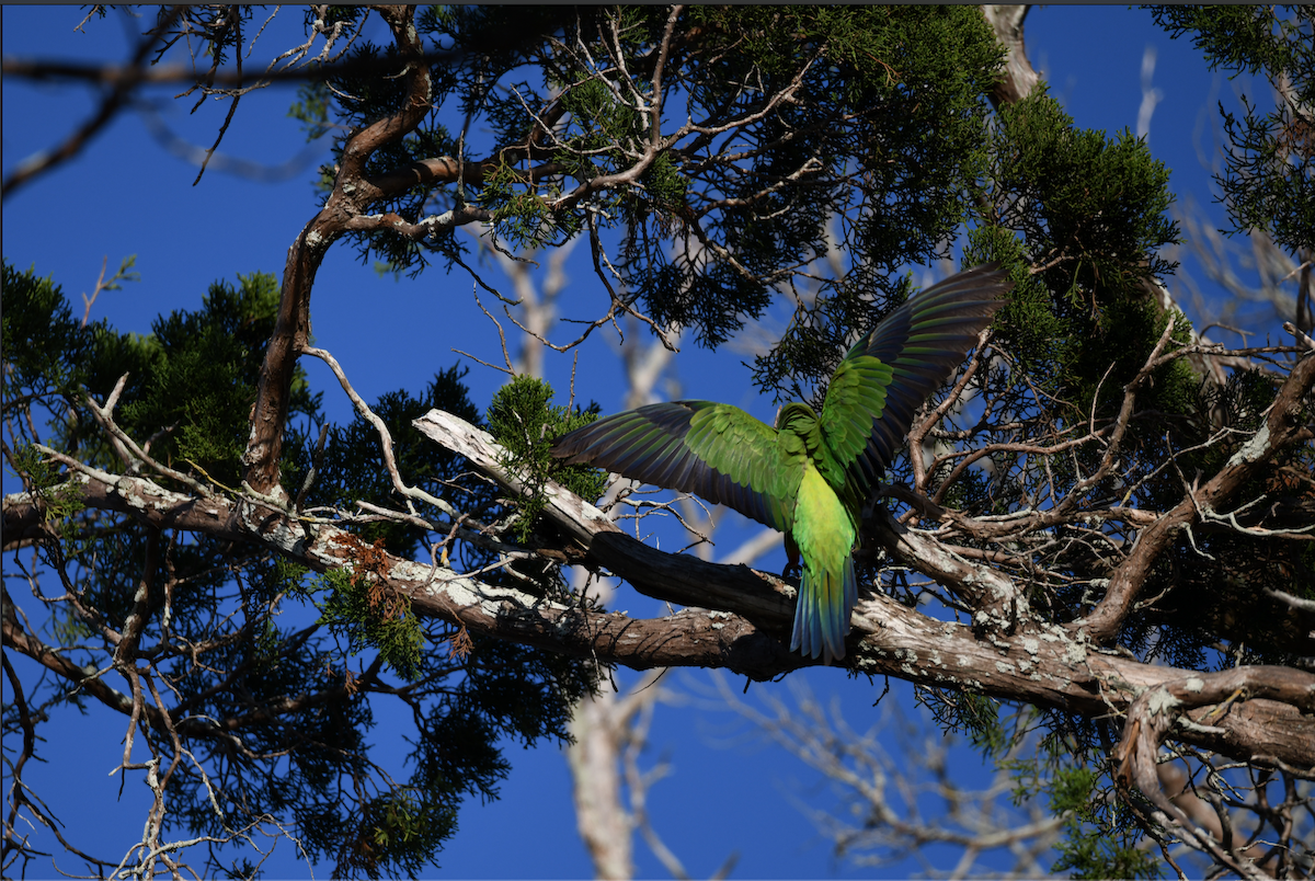 Nanday Parakeet - ML630933322