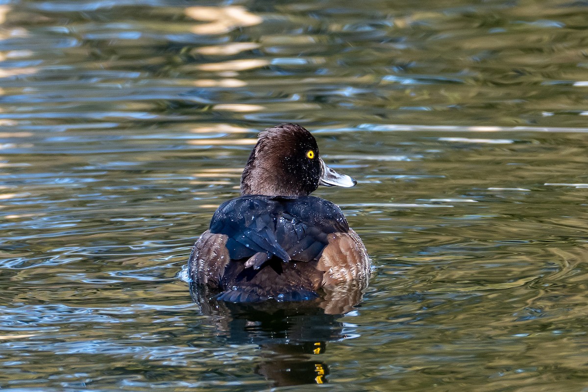鳳頭潛鴨 - ML630933401
