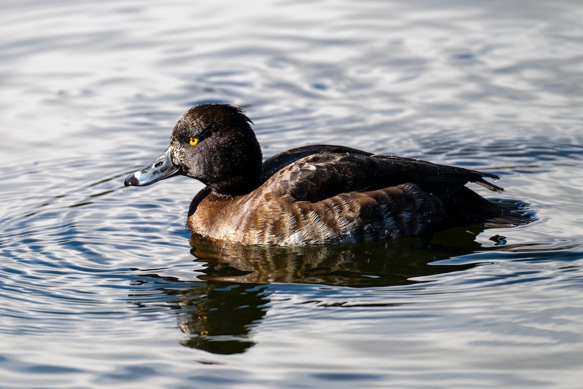 鳳頭潛鴨 - ML630933405