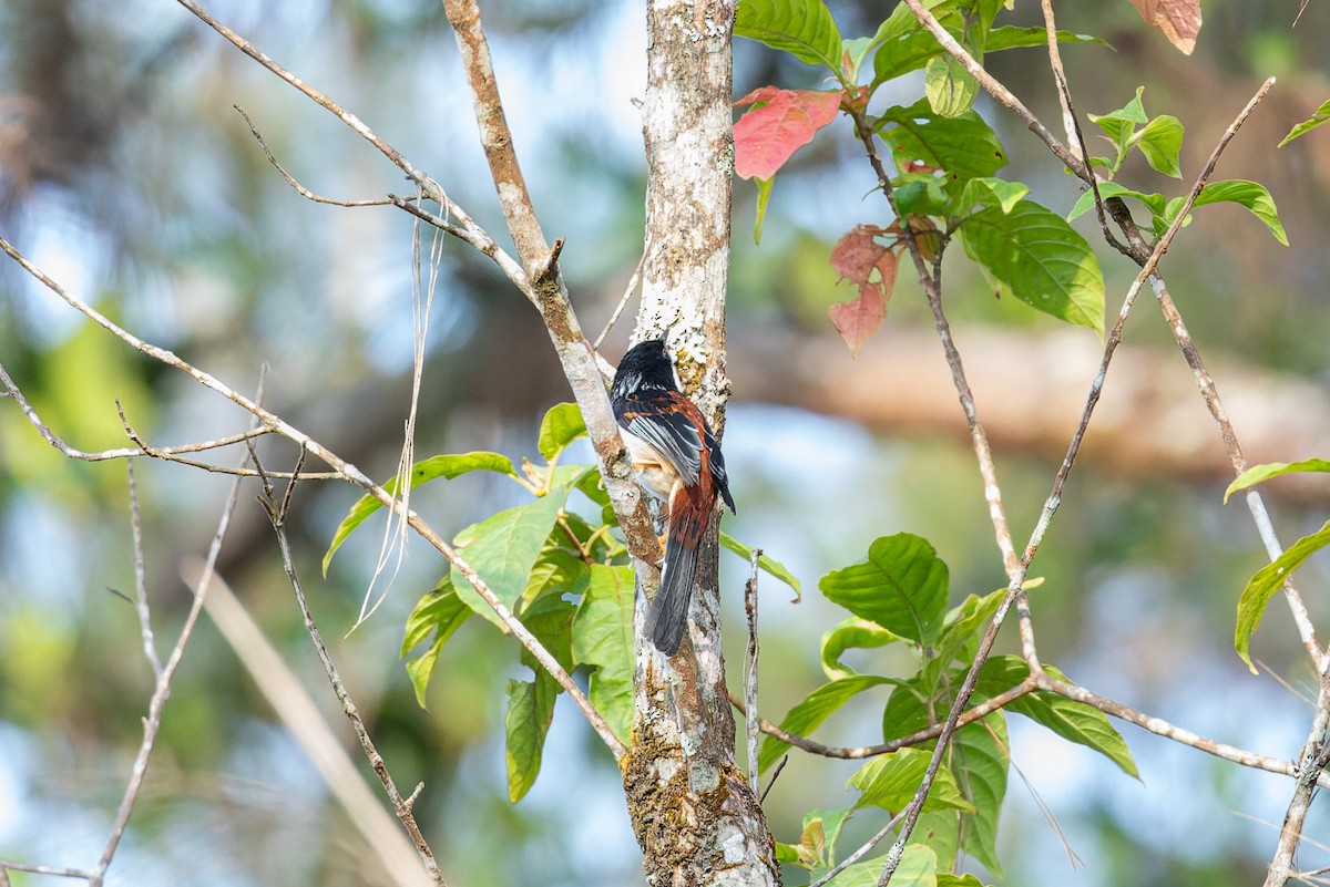 Rufous-backed Sibia (Rufous-backed) - ML630933422