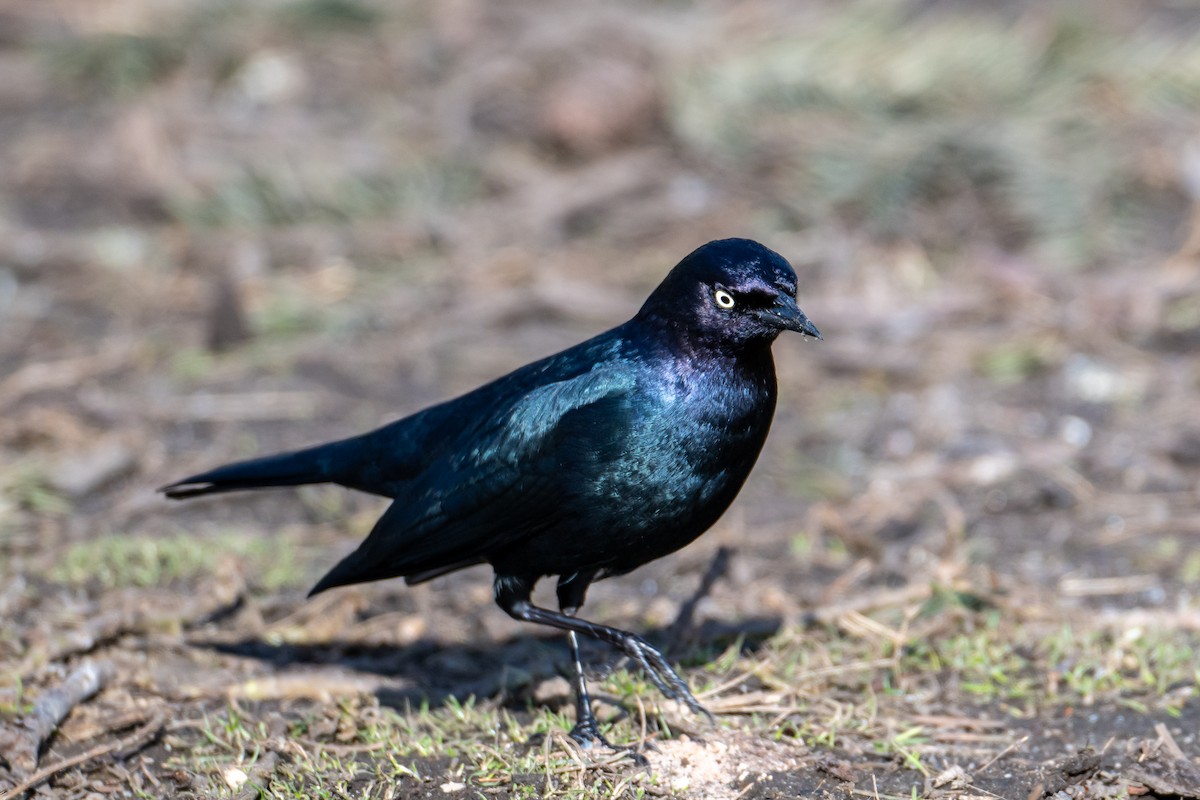 Brewer's Blackbird - ML630933462