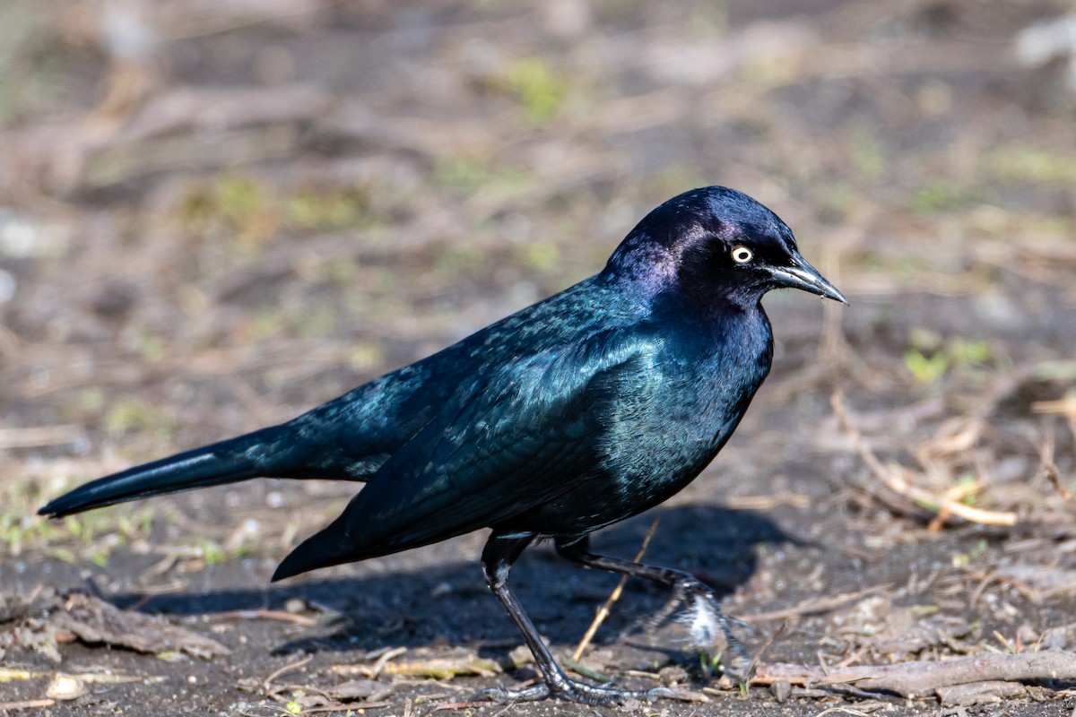 Brewer's Blackbird - ML630933463