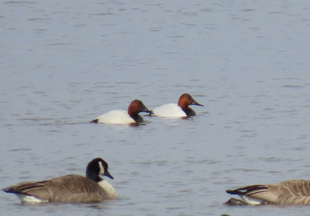 Canvasback - ML630933590