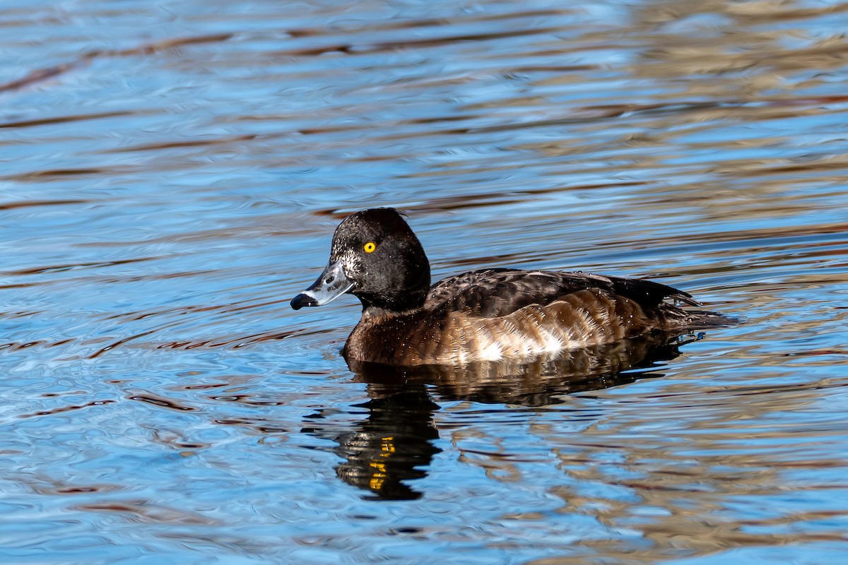 鳳頭潛鴨 - ML630933739