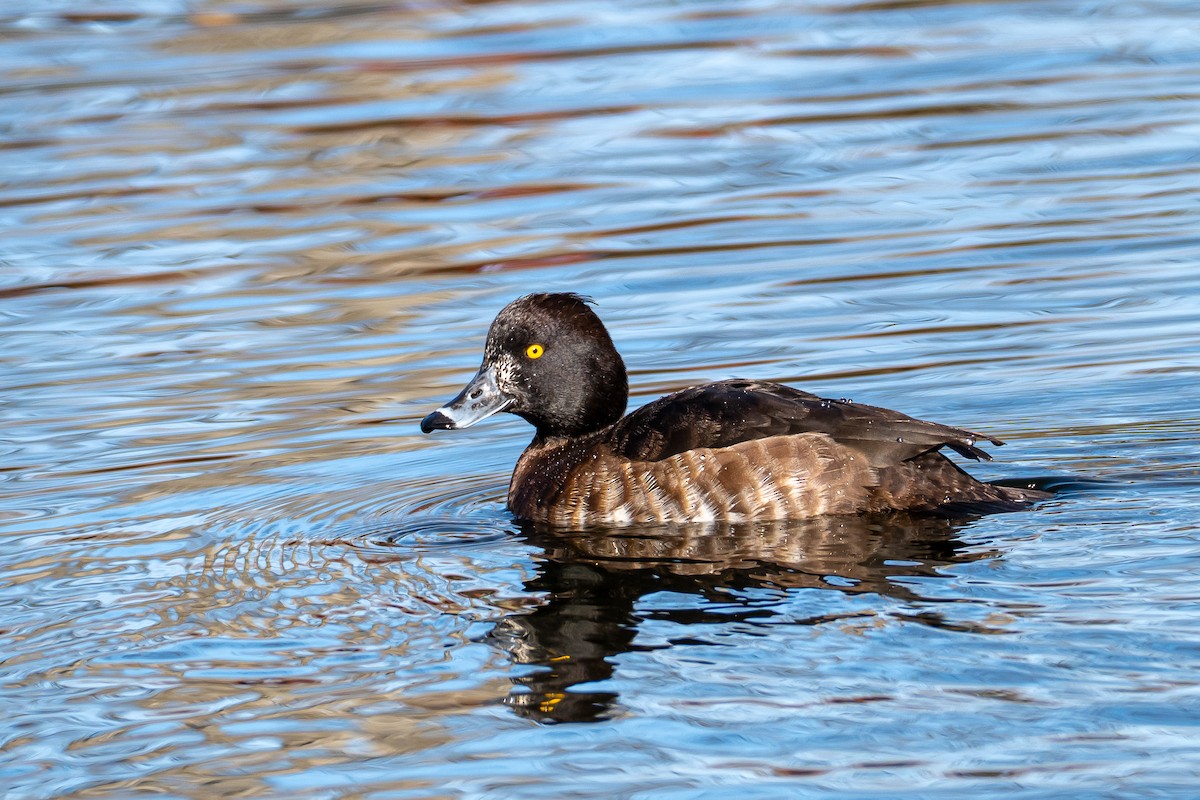 鳳頭潛鴨 - ML630933740