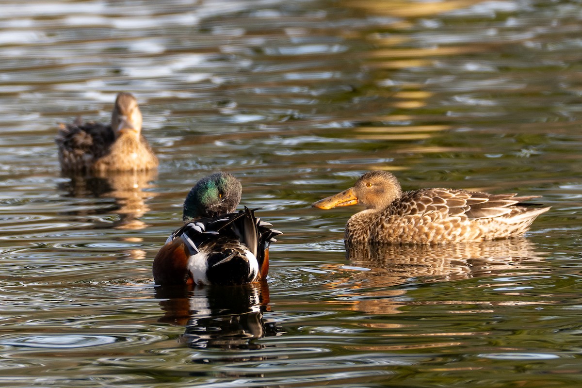 琵嘴鴨 - ML630933919