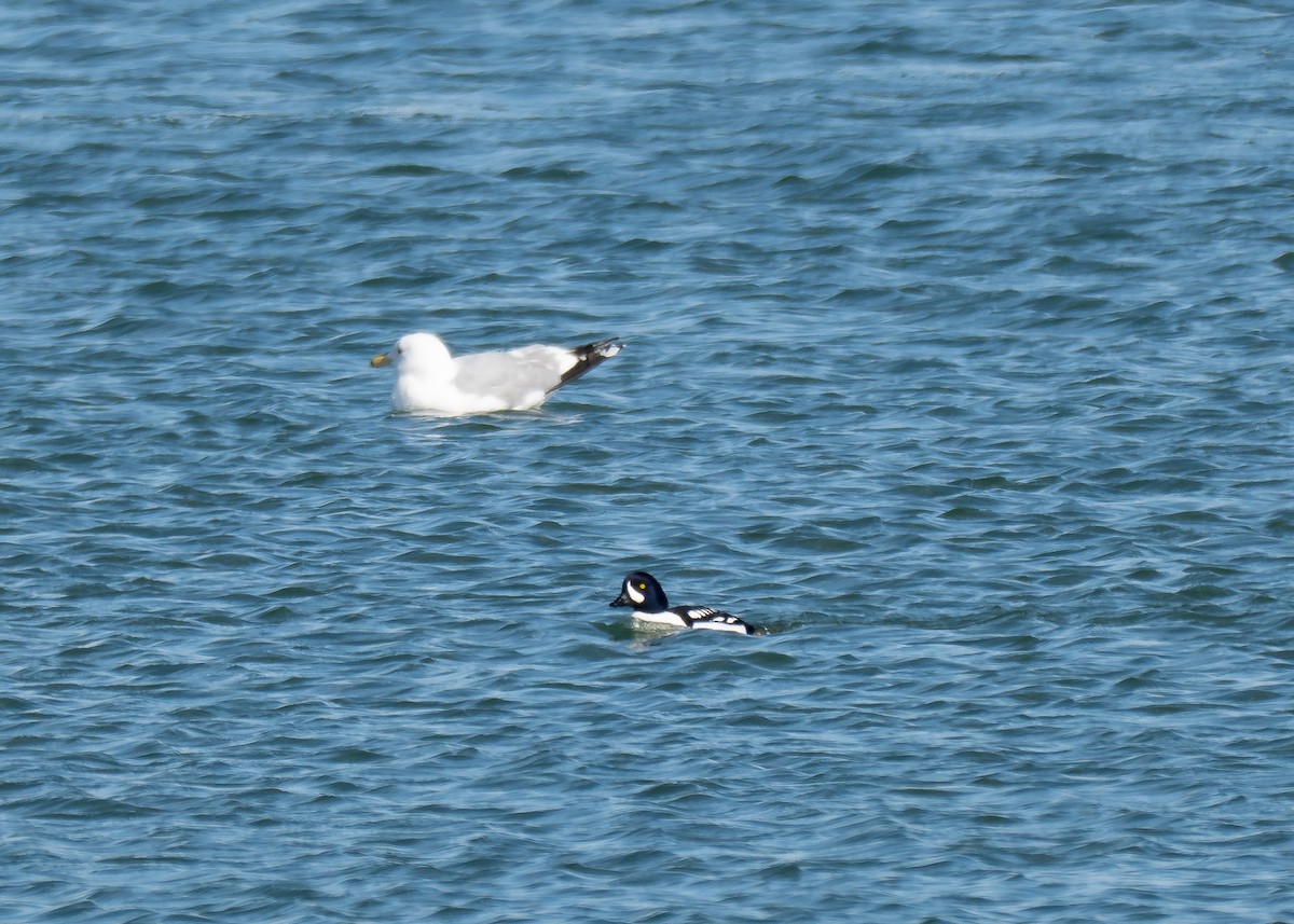 Barrow's Goldeneye - ML630933937