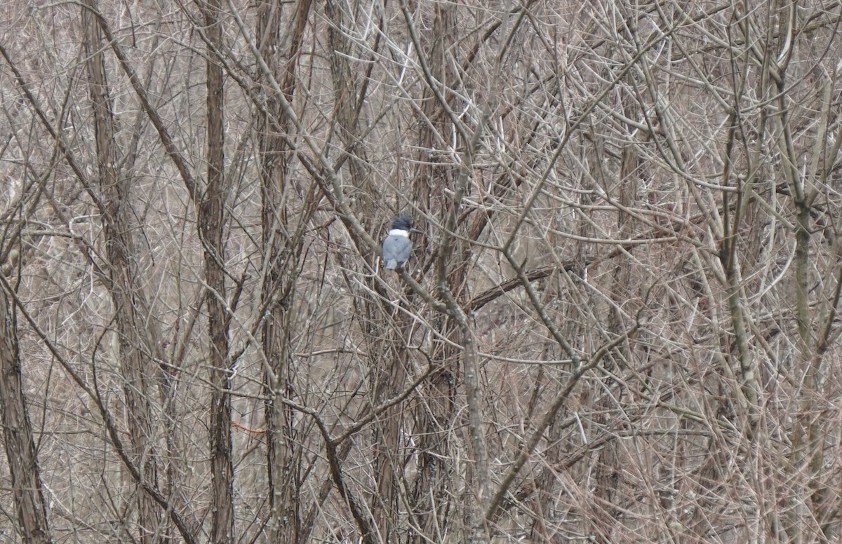 Belted Kingfisher - ML630933975
