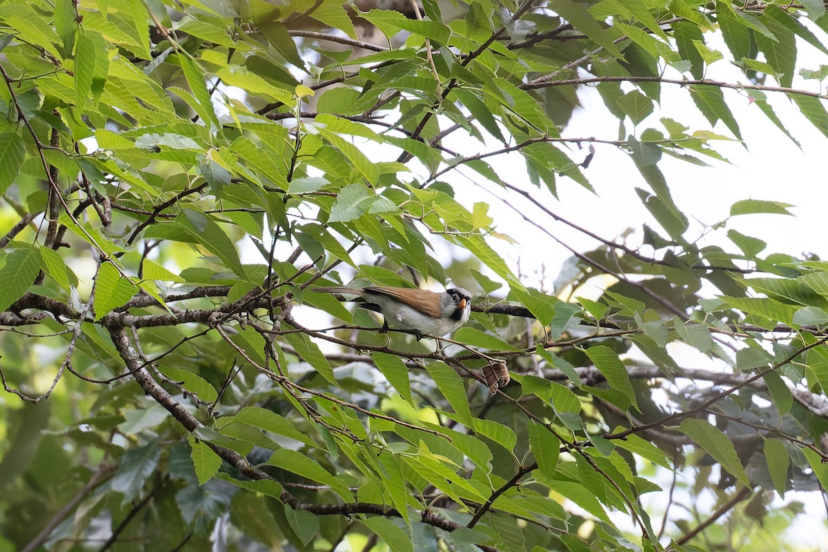 Gray-headed Parrotbill - ML630934026