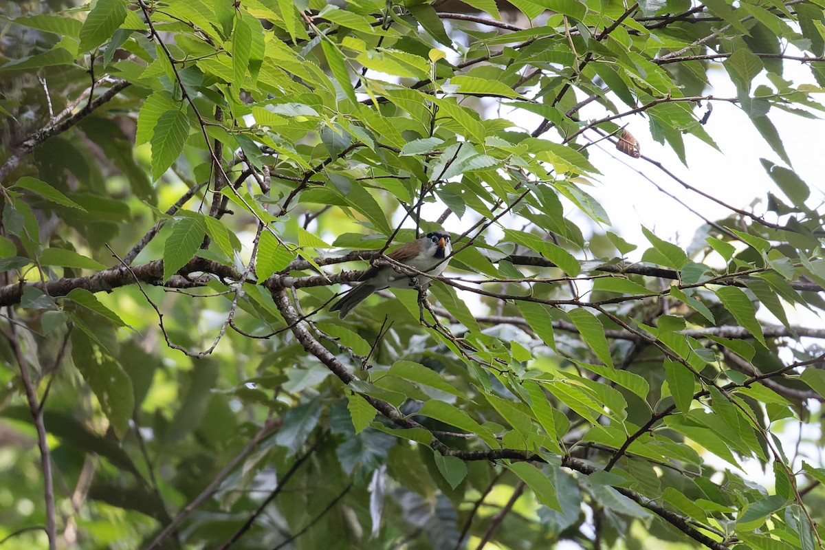 Gray-headed Parrotbill - ML630934027