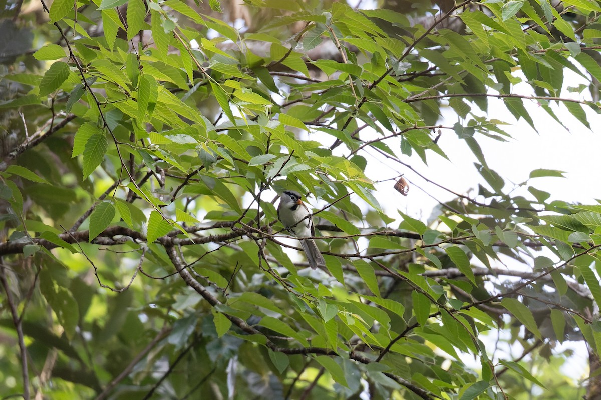 Gray-headed Parrotbill - ML630934028