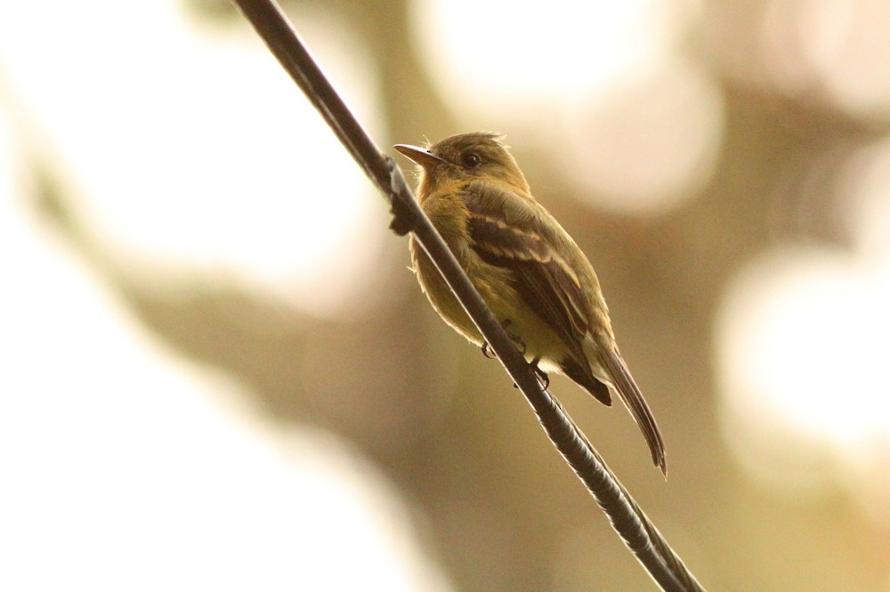 Ochraceous Pewee - ML630934162