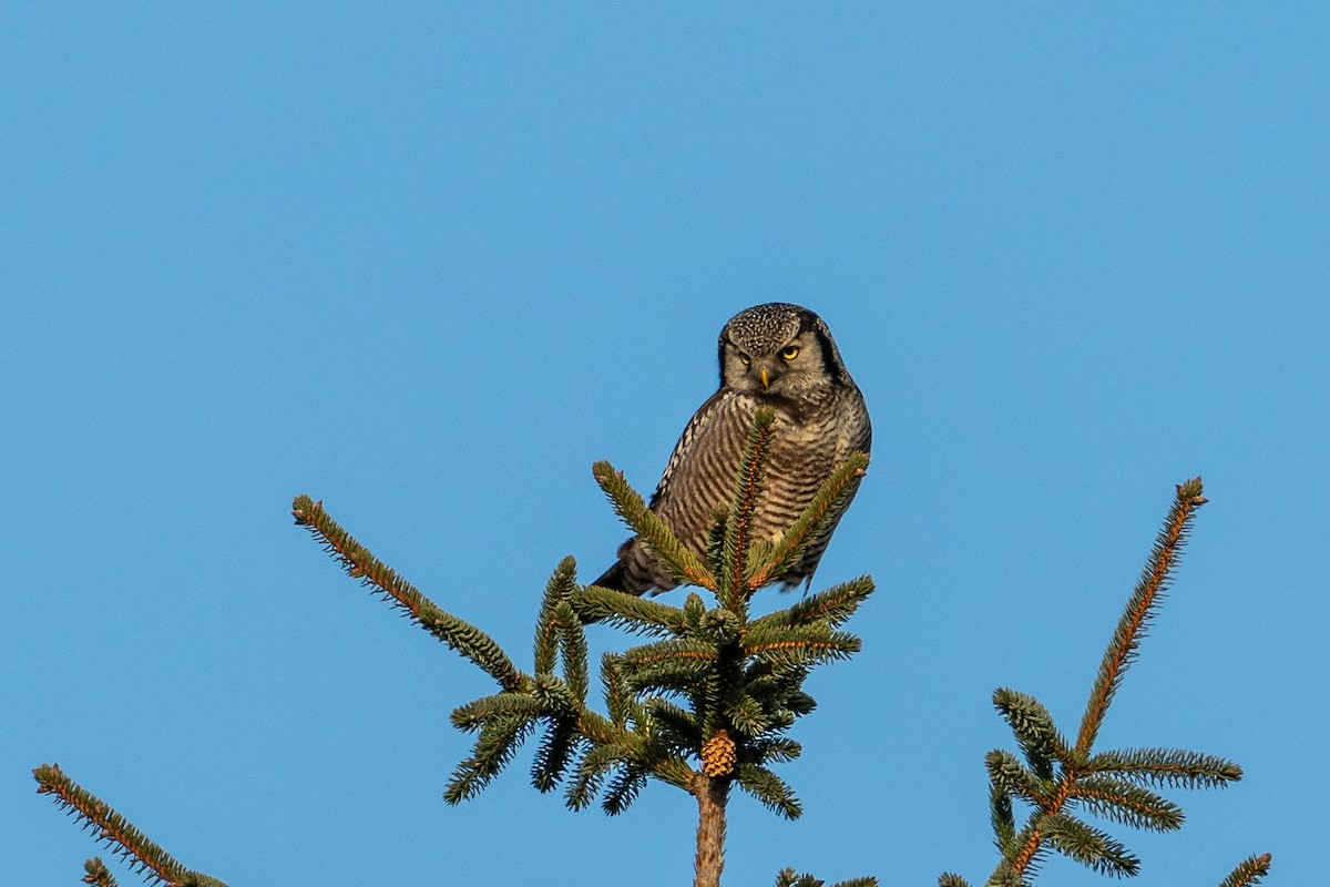 Northern Hawk Owl - ML630934185