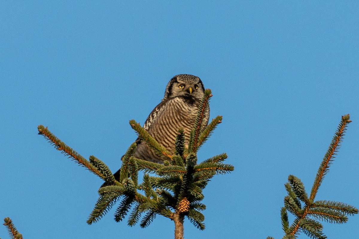 Northern Hawk Owl - ML630934186