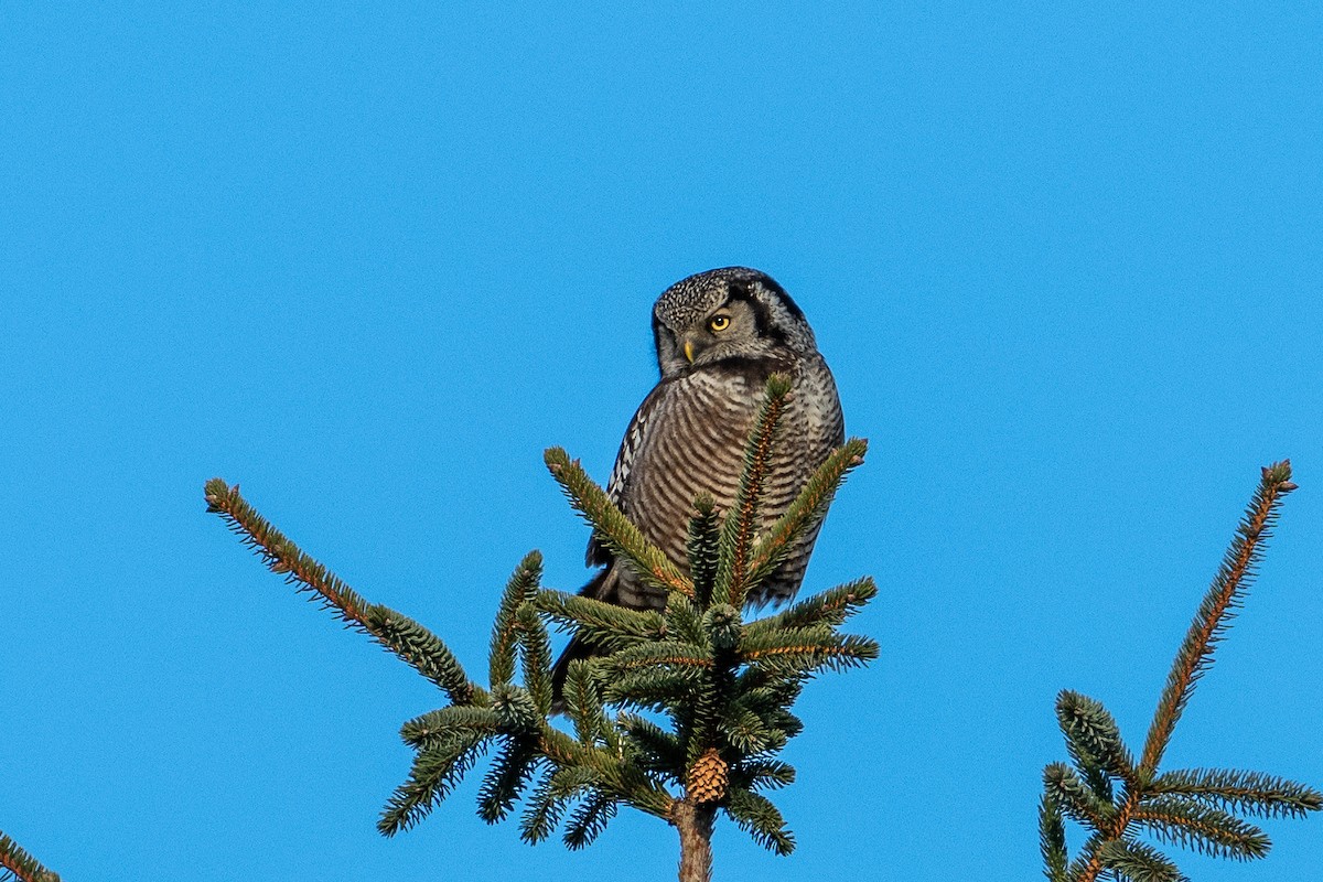 Northern Hawk Owl - ML630934187