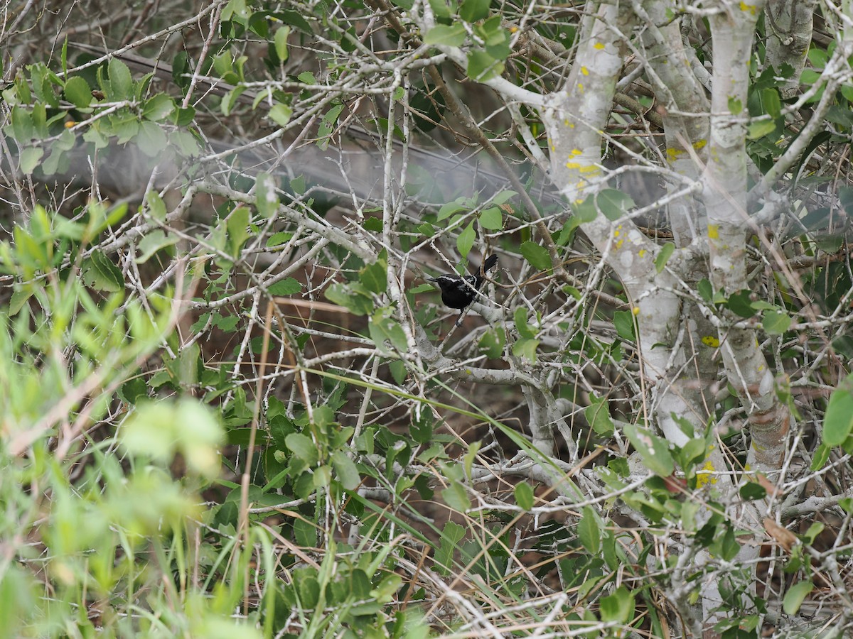 Black-bellied Antwren - ML630934203