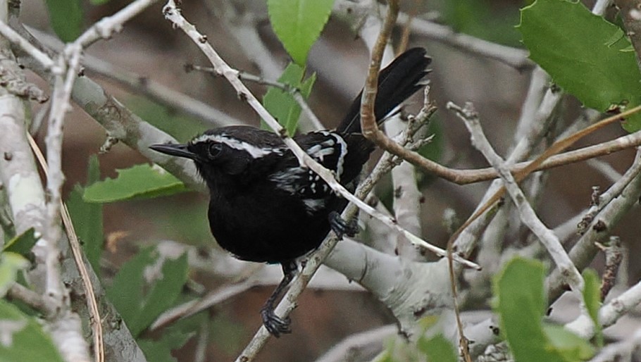 Black-bellied Antwren - ML630934312