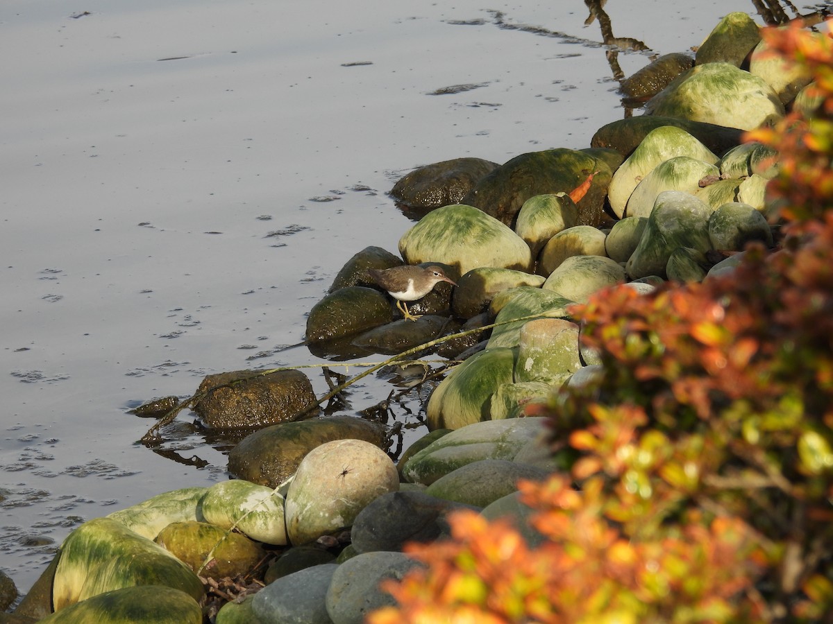 ביצנית נקודה - ML630934469