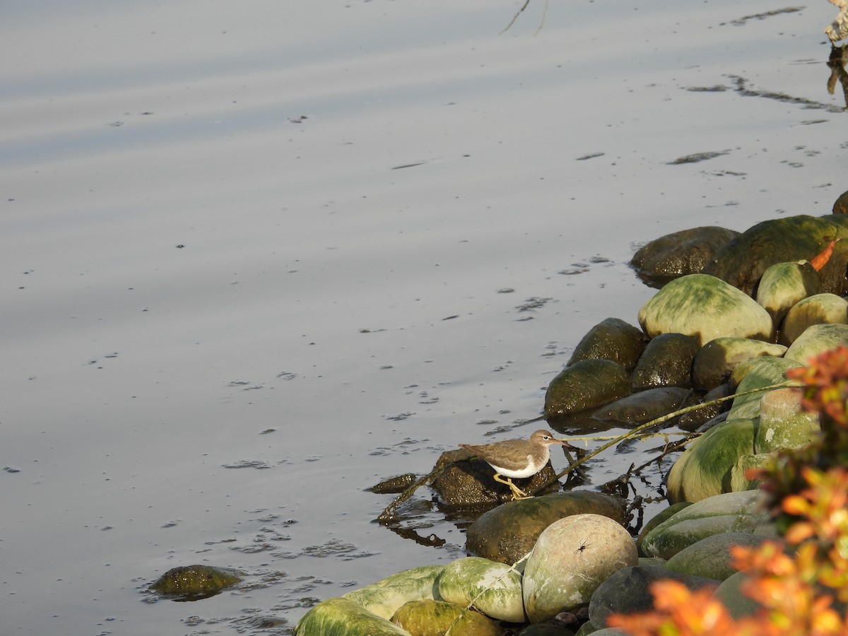 ביצנית נקודה - ML630934470
