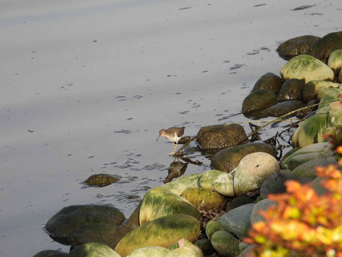 ביצנית נקודה - ML630934471
