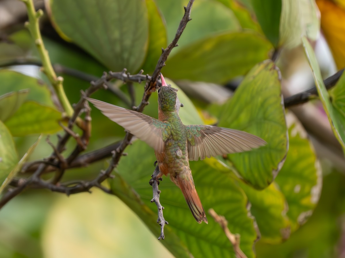Rufous-tailed Hummingbird - ML630934731