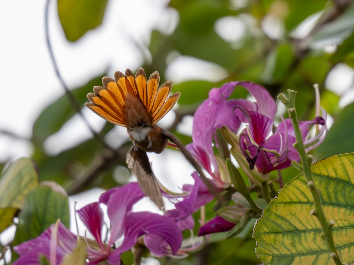 Rufous-tailed Hummingbird - ML630934732