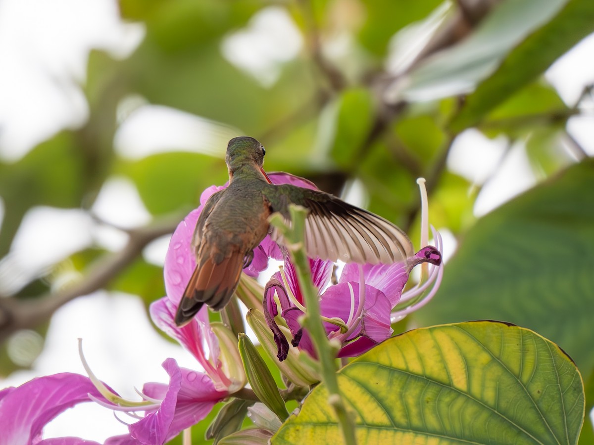 Rufous-tailed Hummingbird - ML630934733