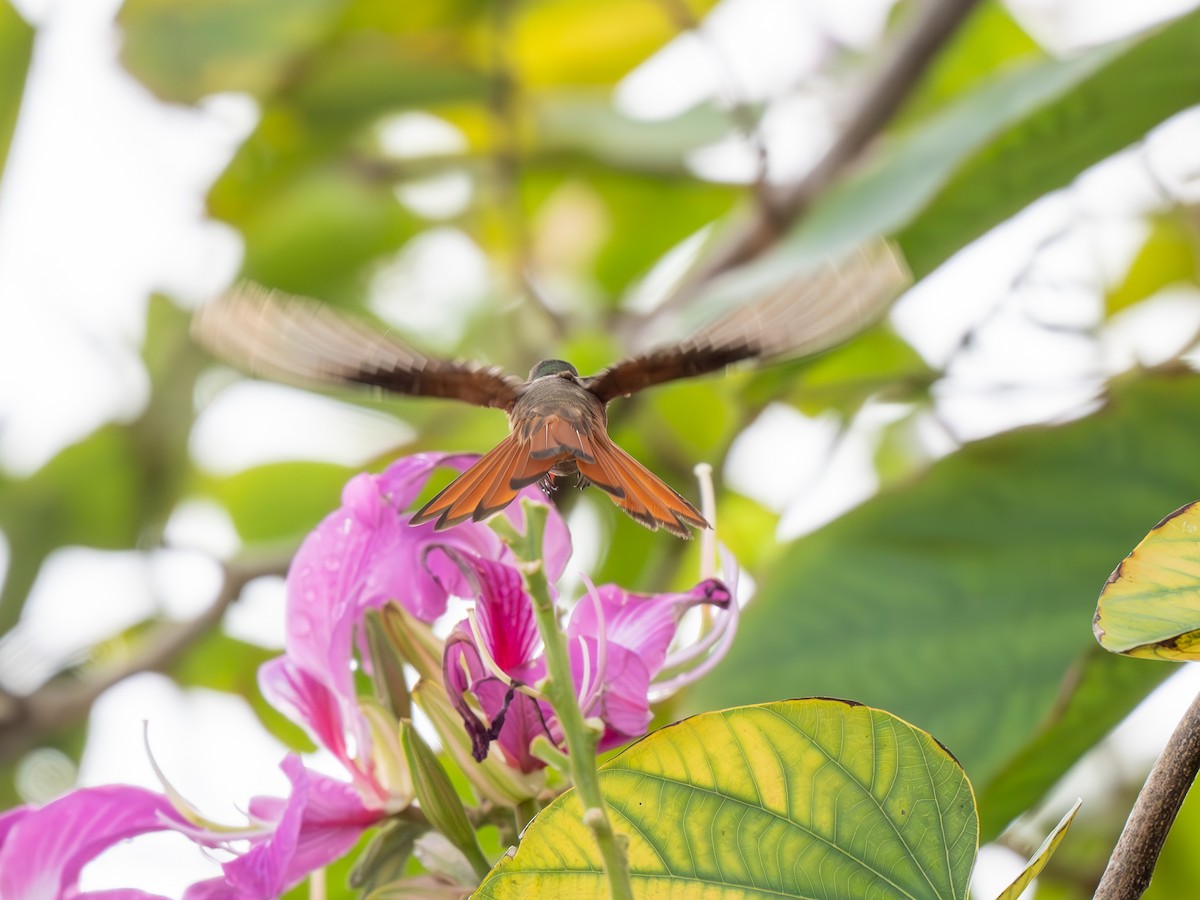 Rufous-tailed Hummingbird - ML630934734