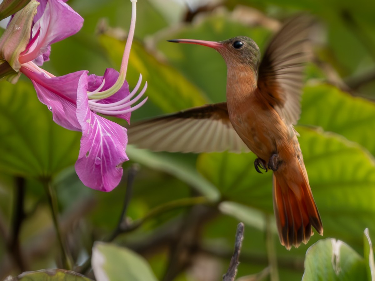 Cinnamon Hummingbird - ML630934740